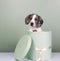 Dapple piebald dachshund puppy in a gift box with plain background