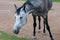 Dappled black and grey graceful horse with thin legs stepping freely and eating green summer grass on lawn in ranch countryside