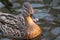 Dappled brown female hen duck bird close-up water