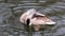 Dappled brown female hen duck bird close-up water