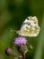 Dappled butterfly Pontia daplidice.