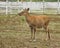 Dappled deer