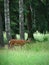 Dappled deer