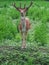 Dappled deer with young horns stands on the grass and looks forward