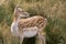 Dappled or fallow deer female