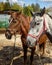 Dappled gray and Chestnut horses with pigtails