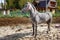 Dappled gray horse with pigtails