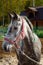 Dappled gray horse with pigtails