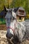 Dappled gray horse with pigtails