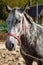 Dappled gray horse with pigtails