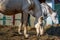 Dappled gray and palomino horses eating hay