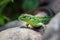 A dappled green lizard on the rocks