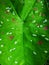 Dappled green tropical leaf background