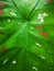 Dappled green tropical leaf background