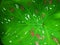 Dappled green tropical leaf background