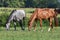 Dappled grey and chestnut horses