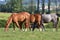 Dappled grey and chestnut horses