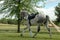 Dappled Grey Horse