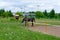 Dappled horse is grazing and eating grass in the paddock. Breeding horses