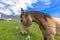 Dappled horse looking longingly at long grass