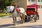 Dappled horse in red gear with a russian tradition