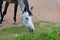 Dappled horse with thin legs stepping freely and eating green summer grass on lawn in ranch countryside.Grazing