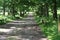 Dappled leafy lane