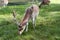 Dappled male deer eating grass