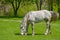 Dappled mare