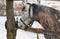 Dappled mare at open stall at winter season