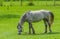 Dappled mare on a spring pasture