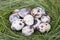 Dappled quail eggs in a grass nest