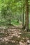 A dappled shade hiiking path leads through cedar, pine, and birt