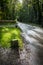 Dappled sun on road in woods