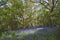 Dappled sunlight coming through a woodland canopy falling onto the carpet of Scottish Bluebells on the Forest Floor.