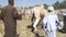 Daraw Camel market, Egypt