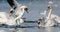 A daring white seagull snatched a piece of wet bread from the water in front of proud white swans floating in winter off the coast