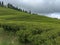 Darjeeling black tea plantation panorama