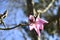 Darjeeling, Magnolia campbellii, 5.