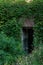 Dark abandoned entrance of old brick building grown in green plants