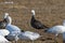 Dark adult or blue morph Snow goose feeding in a corn field.