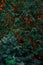 Dark aesthetic green orange foliage vertical photography floral autumn background concept