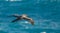 Dark albatrossa sooty black albatross with characteristically long, narrow wings and a narrowly tapering tail