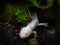 In the dark, the albino-like axolotl is very recognizable.