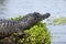 Dark alligator Caiman yacare in Esteros del Ibera, Argentina.