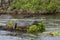 Dark alligator Caiman yacare in Esteros del Ibera, Argentina.