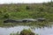 Dark alligator Caiman yacare in Esteros del Ibera, Argentina.