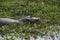 Dark alligator Caiman yacare in Esteros del Ibera, Argentina. Warming up in the morning sun