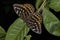 Dark Archduke, butterfly, Lexias dirtea, Garo hills, Meghalaya, India