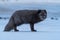 Dark arctic fox in the Thorsmork valley in Iceland. Icelandic fox. Wildlife in Iceland. Close up high quality photo